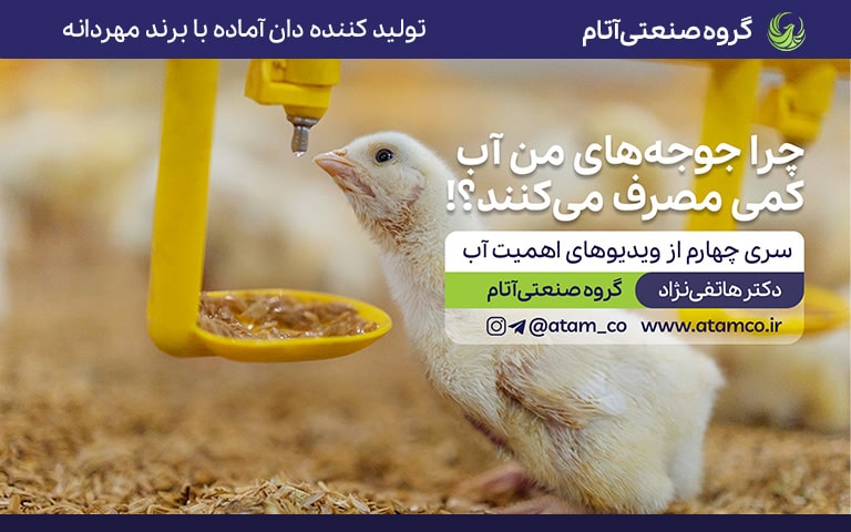 چرا جوجههای من آب کمی مصرف میکنند؟